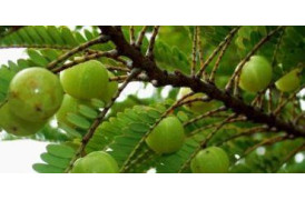 Трифала (Triphala): Користь, Застосування, Протипоказання